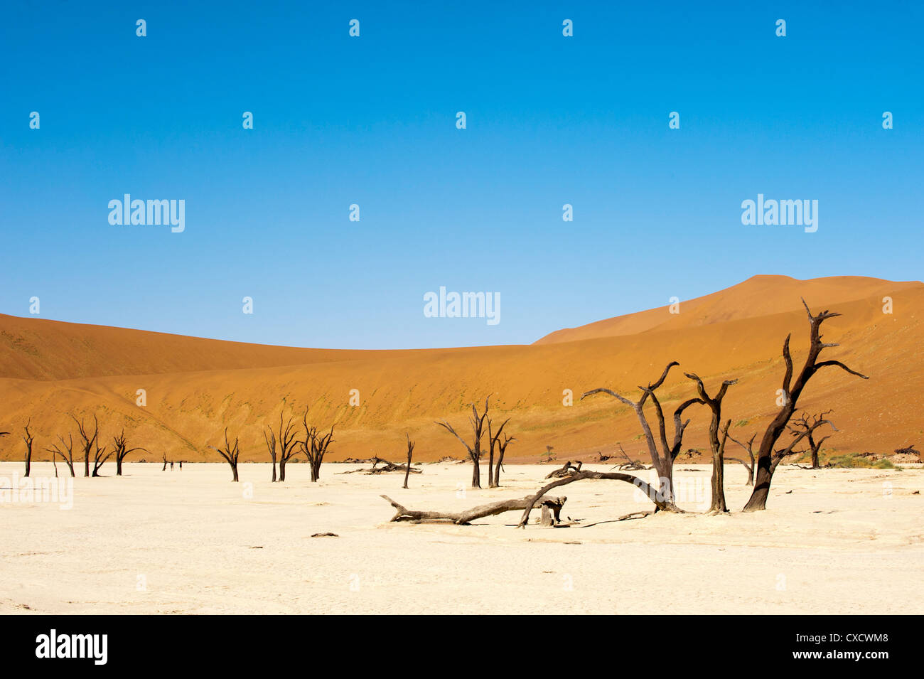Dead trees, Deadvlei, Sossusvlei, Namib Naukluft Park, Namib Desert, Namibia, Africa Stock Photo