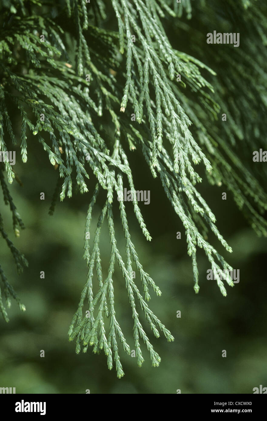 Incense Cedar Calocedrus decurrens (Cupressaceae Stock Photo Alamy