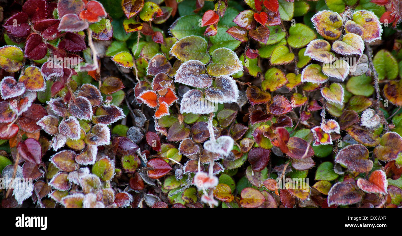 Detail of small colourful plant with leaves of different colours, Nepal Stock Photo