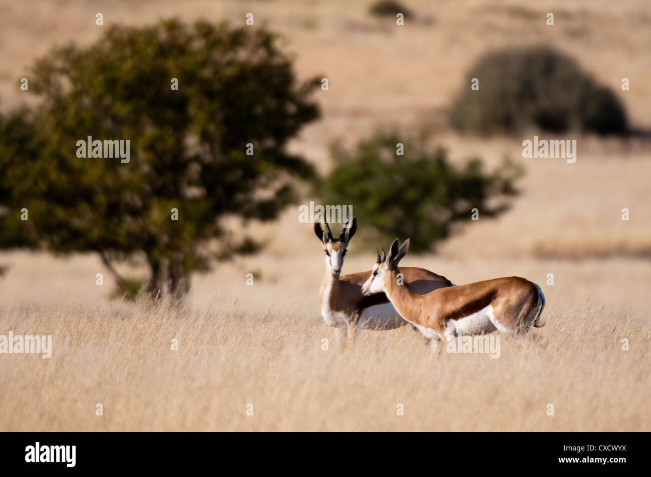 Springbok (Antidorcas marsupialis), Palmwag Concession, Damaraland, Namibia, Africa Stock Photo