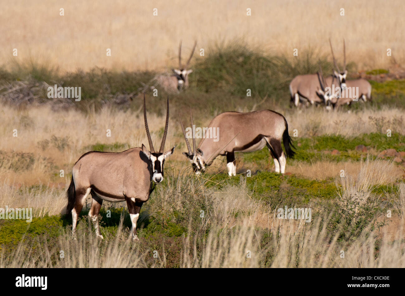 Gemsbok (Oryx gazella), Palmwag Concession, Damaraland, Namibia, Africa Stock Photo