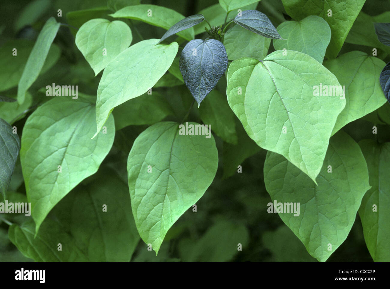 Indian Bean Tree (Southern Catalpa) Catalpa bignonioides (Bignoniaceae) Stock Photo