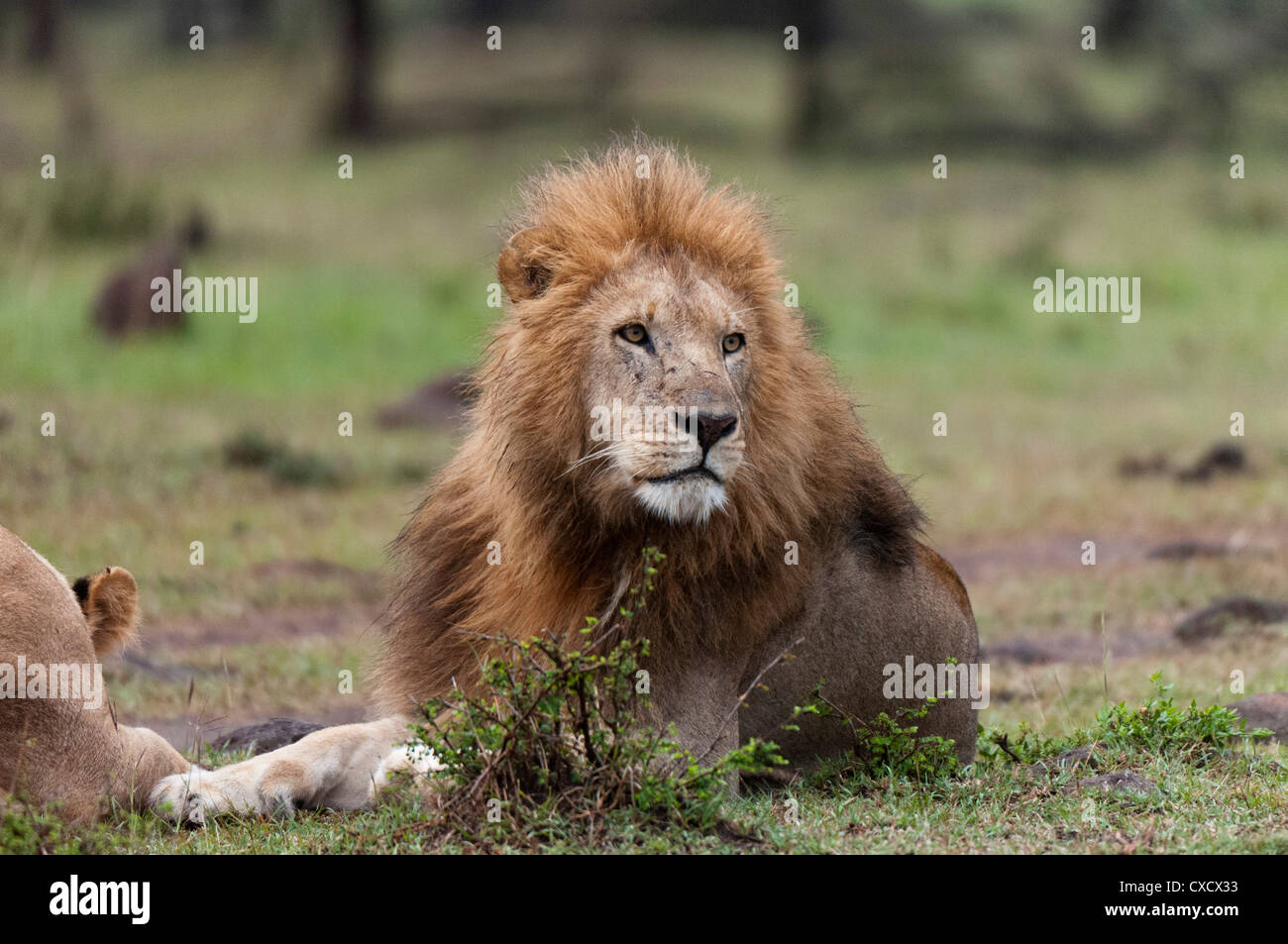 Lion (Panthera leo), Masai Mara, Kenya, East Africa, Africa Stock Photo ...