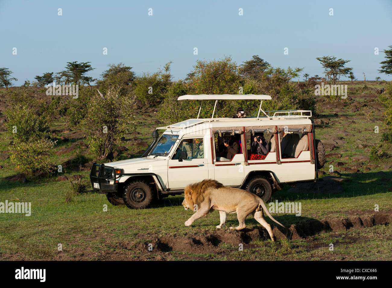 Lion (Panthera leo) and safari vehicle, Masai Mara, Kenya, East Africa, Africa Stock Photo