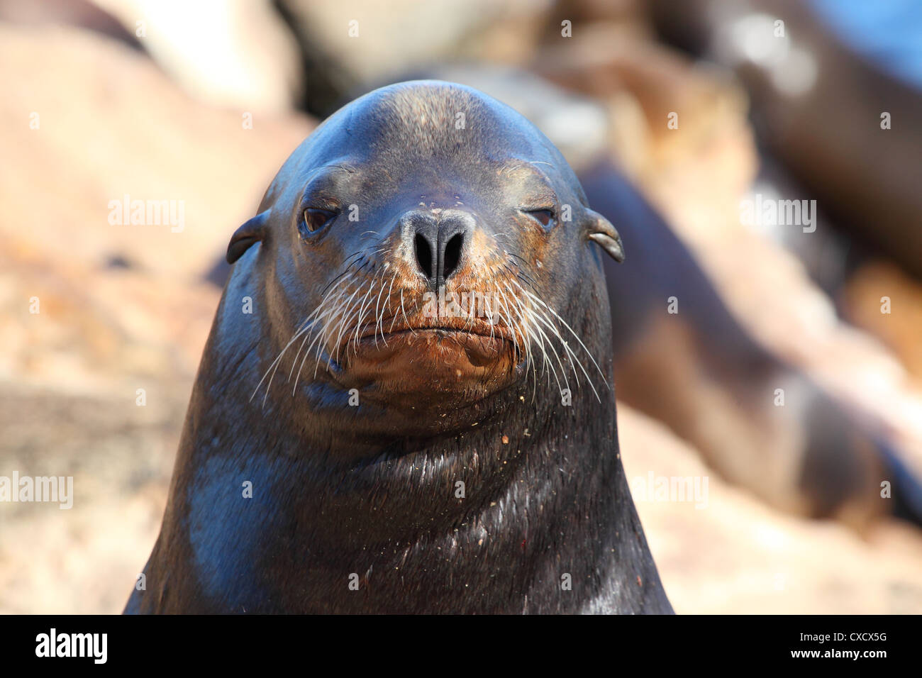 closeup-view-of-a-sea-lion-CXCX5G.jpg