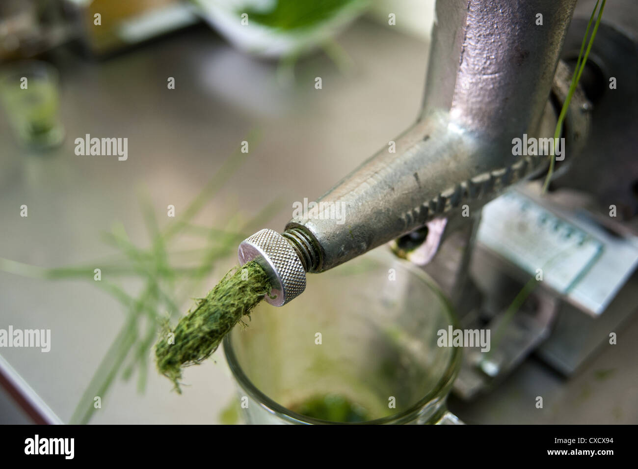 Extracting Wheat Grass juice from wheatgrass sprouts Stock Photo