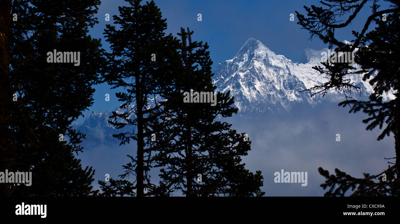 Silhouette of pine trees with a snow-capped mountain in the distance, Nepal Stock Photo