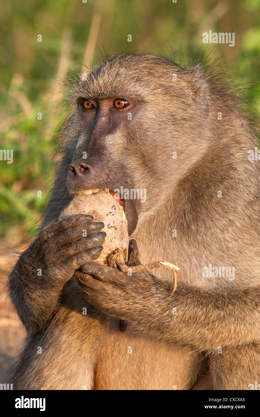 Chacma baboon (Papio cynocephalus ursinus), eating fruit of Sausage