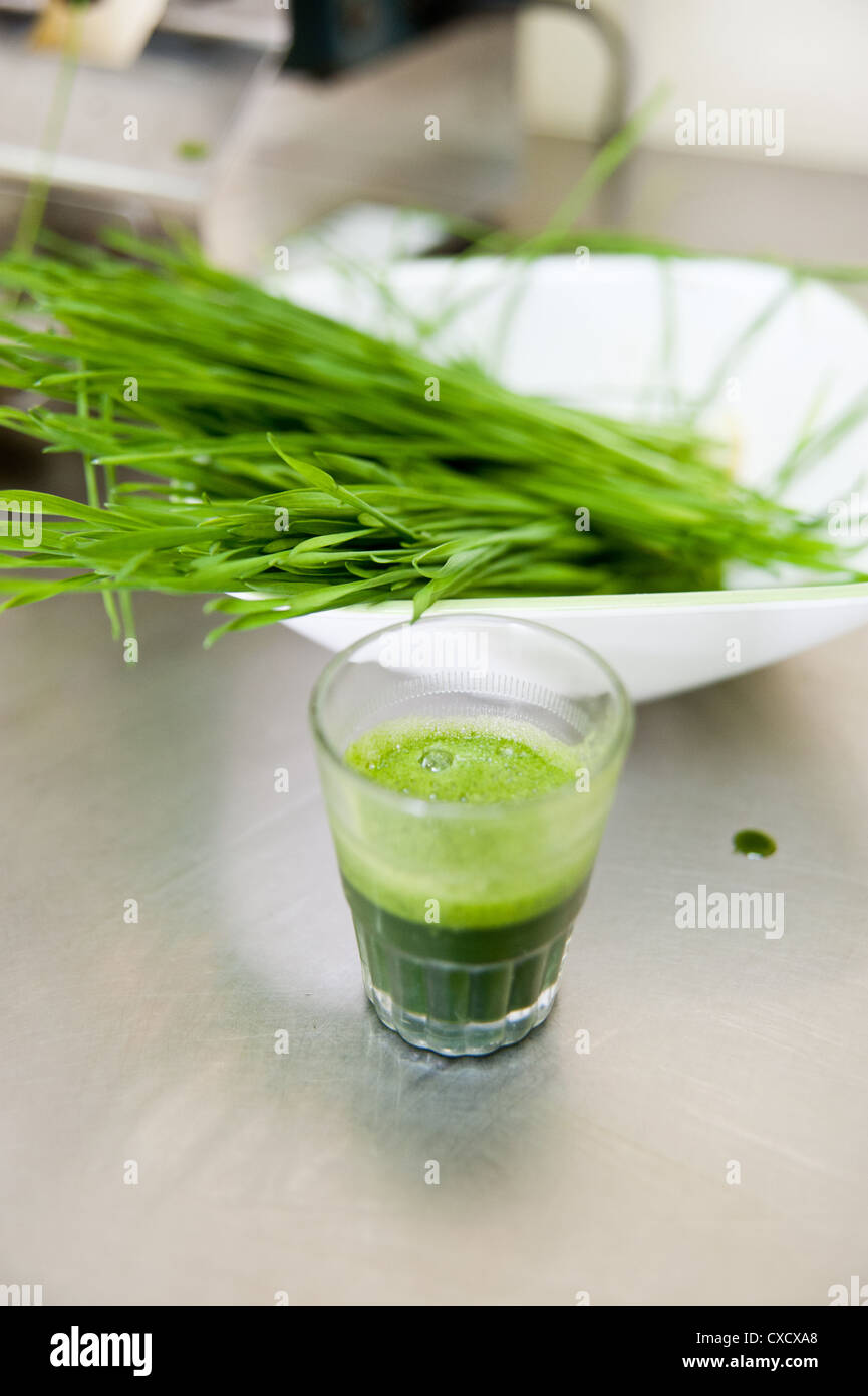Wheat Grass sprouts and Wheatgrass drink  Stock Photo