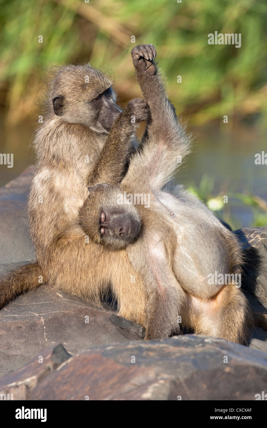 Chacma baboons (Papio cynocephalus ursinus), grooming, Kruger National Park, South Africa, Africa Stock Photo