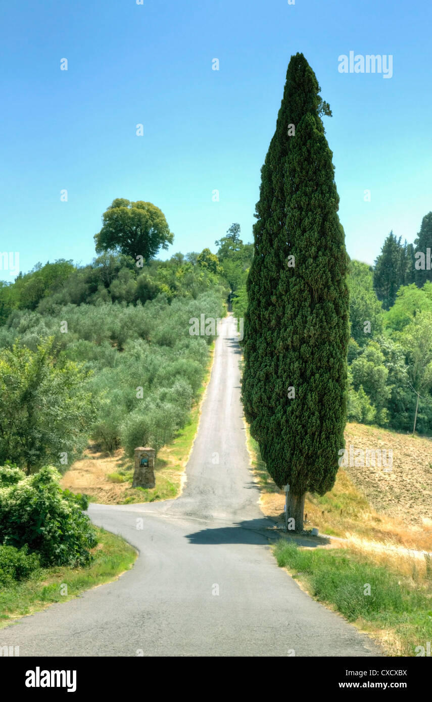 Cypress Next To An Uphill Road Cypress Next To An Uphill Road Stock Photo 50685934