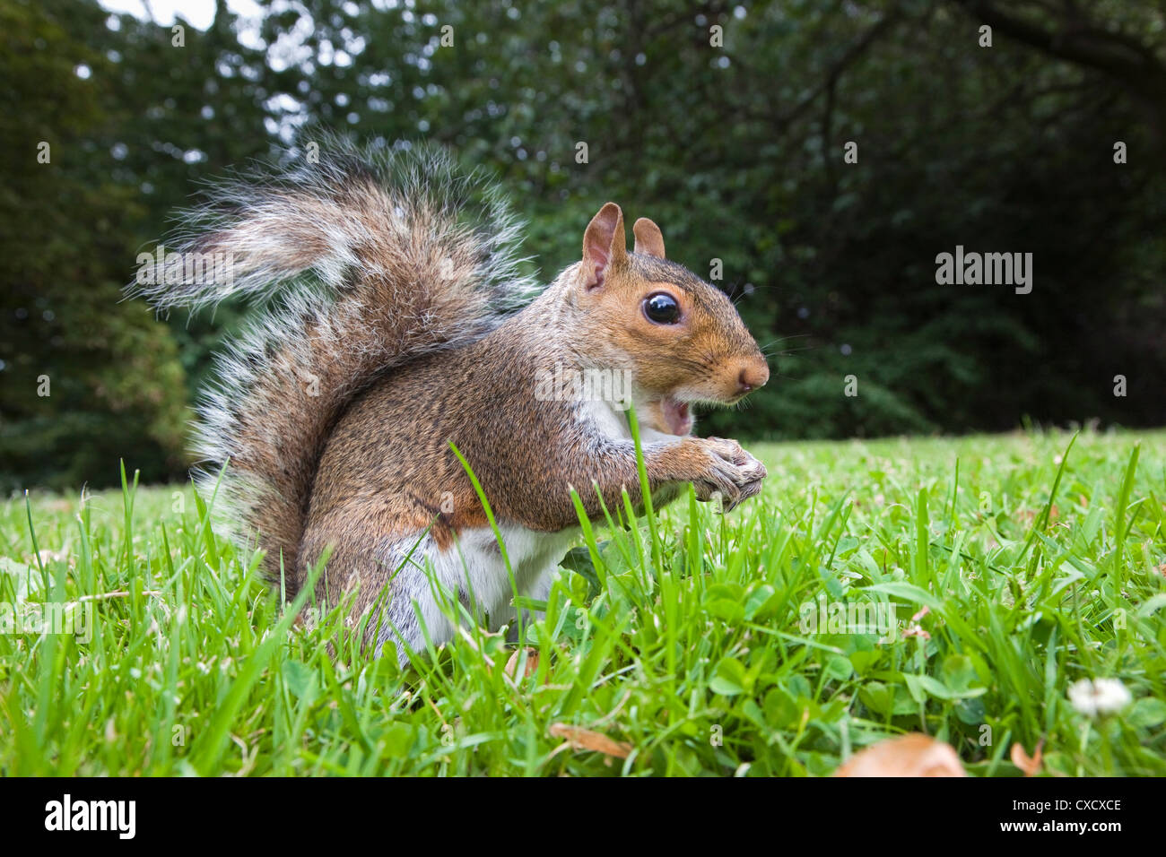 Grey squirrel (Sciurus carolinensis), in city park, Brandon Park, Bristol, England, United Kingdom, Europe Stock Photo