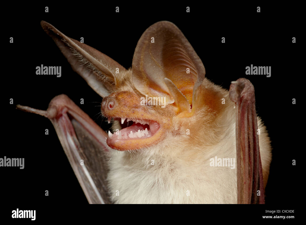 Bat Eyes At High Resolution Stock Photography and Images Alamy