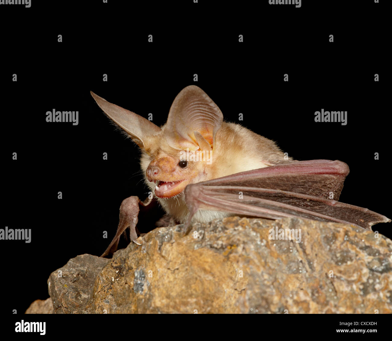 Pallid bat (Antrozous pallidus) in captivity, Hidalgo County, New Mexico, United States of America, North America Stock Photo