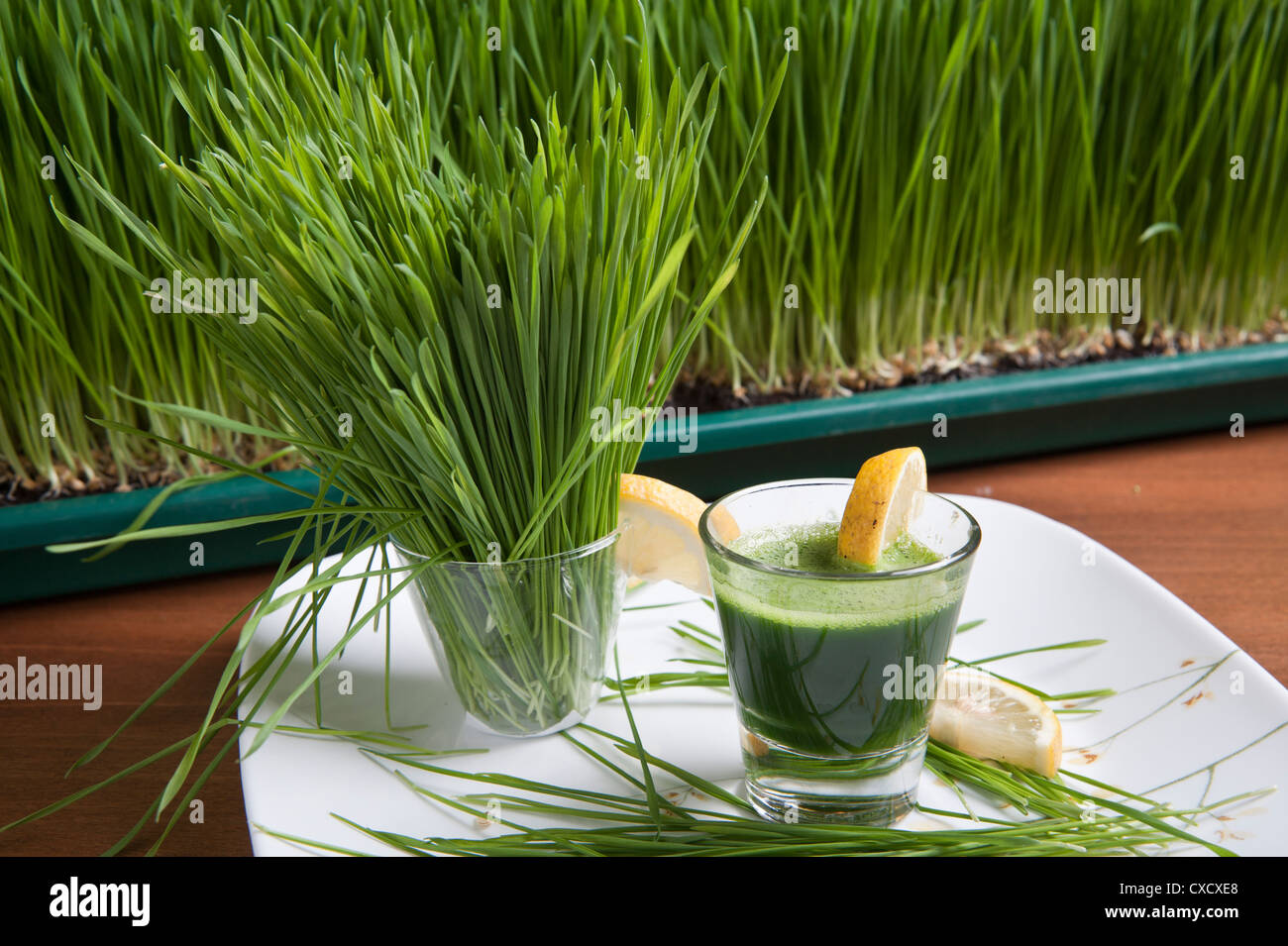 Wheat Grass sprouts and Wheatgrass drink  Stock Photo
