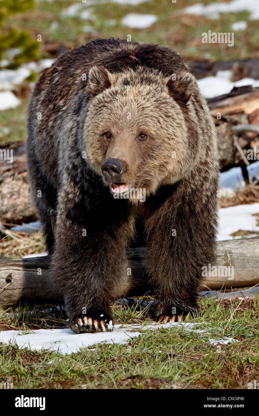 Grizzly bear (Ursus arctos horribilis), Yellowstone National Park