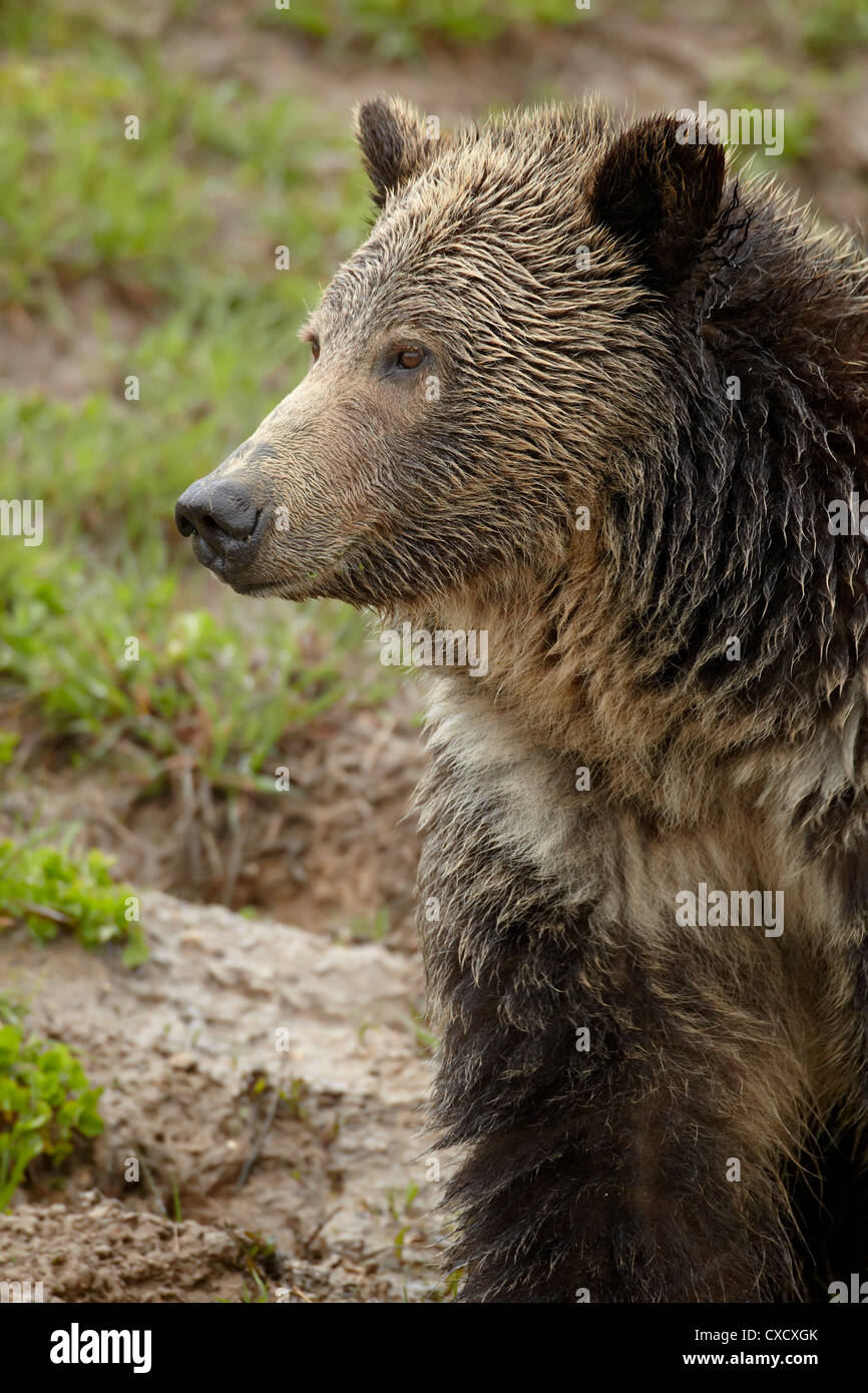 Grizzly bear (Ursus arctos horribilis), Yellowstone National Park, Wyoming, United