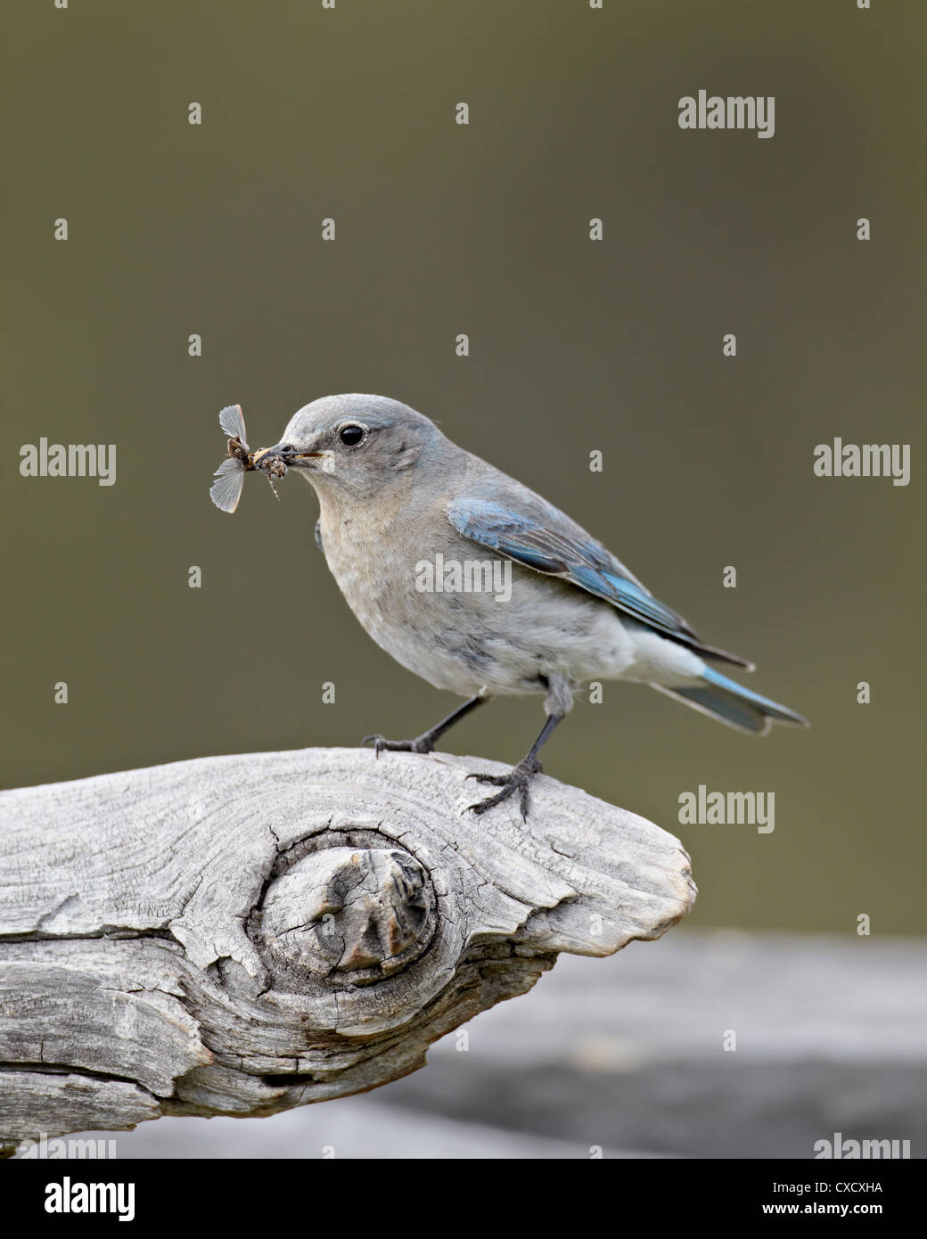Female mountain bluebird (Sialia currucoides) with an insect, Yellowstone National Park, Wyoming, United States of America Stock Photo