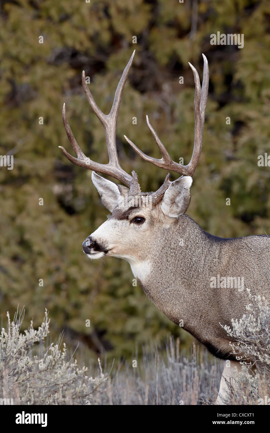 Mule deer (Odocoileus hemionus) buck, Heron Lake State Park, New Mexico, United States of America, North America Stock Photo