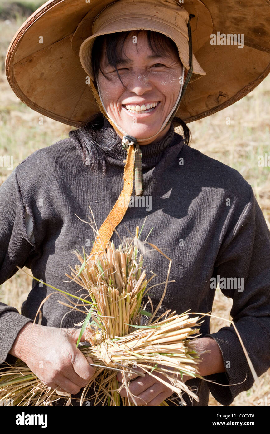 Harvesting rice by hand hires stock photography and images Alamy