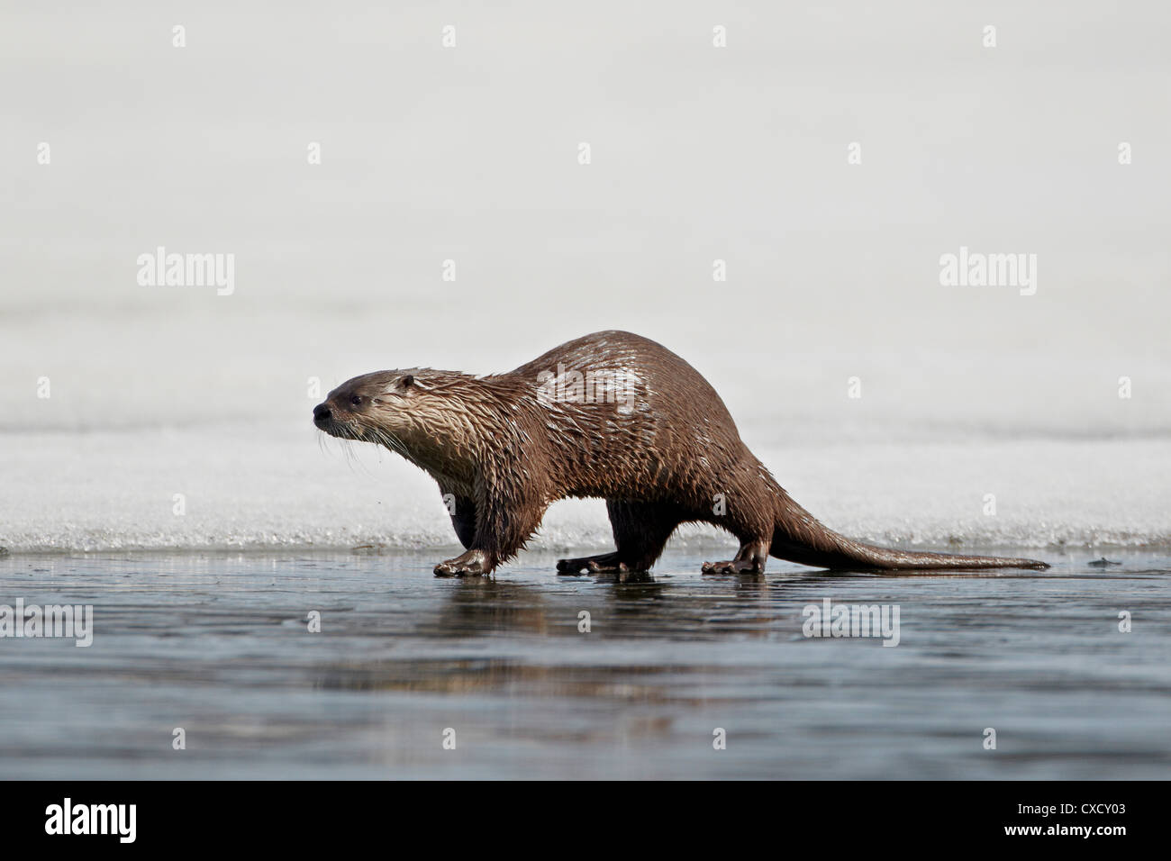 River Otter (Lutra canadensis) on frozen Yellowstone Lake, Yellowstone National Park, Wyoming, United States of America Stock Photo