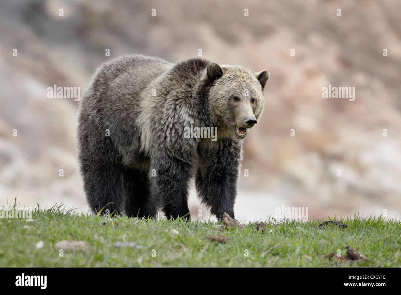 Grizzly bear (Ursus arctos horribilis), Yellowstone National Park, Wyoming, United States of America, North America Stock Photo