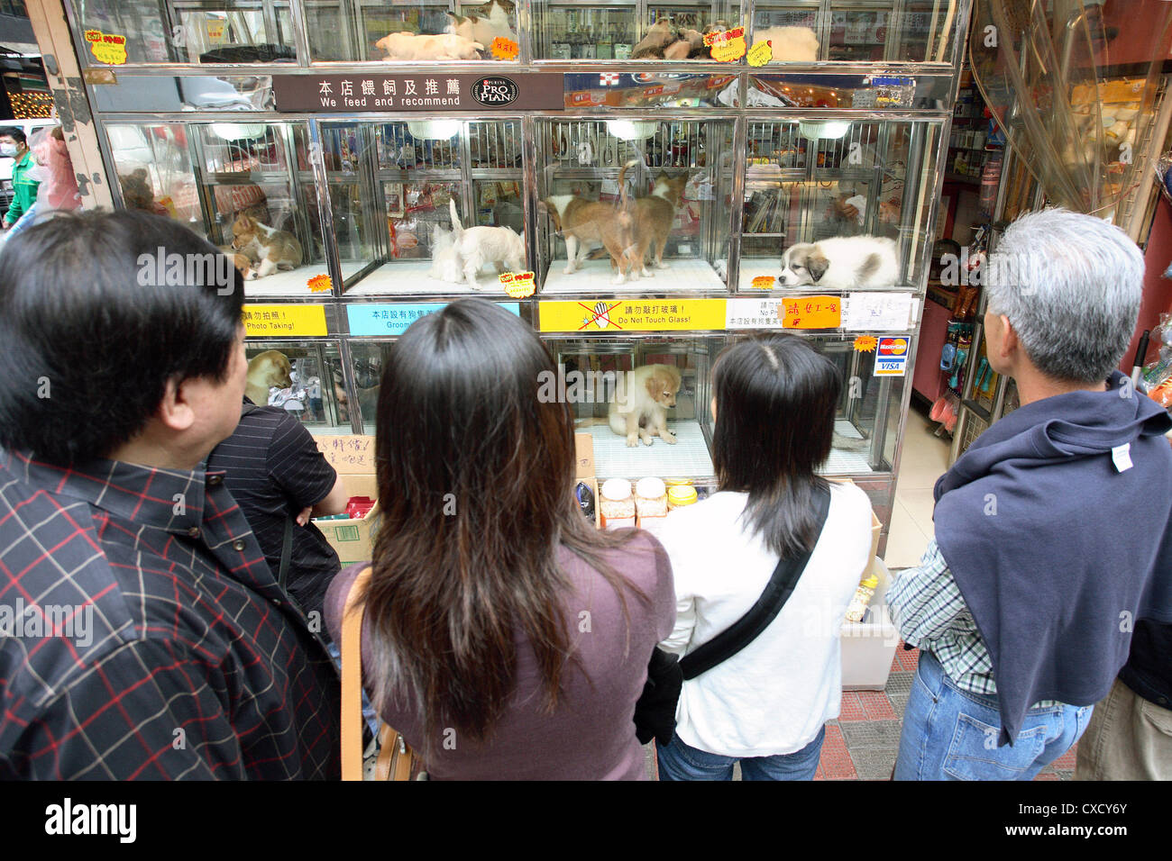 Hong Kong, people from a pet shop with dogs in the shop window Stock Photo