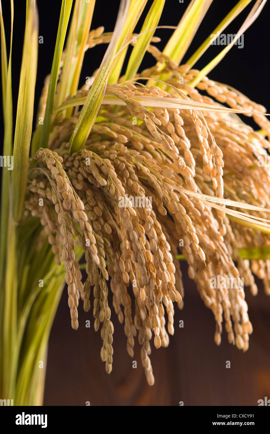 Rice vertical hi-res stock photography and images - Alamy