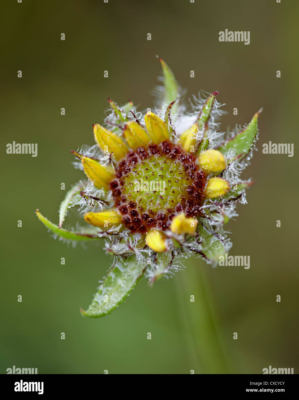 Common gaillardia, Waterton Lakes National Park, Alberta Stock Photo