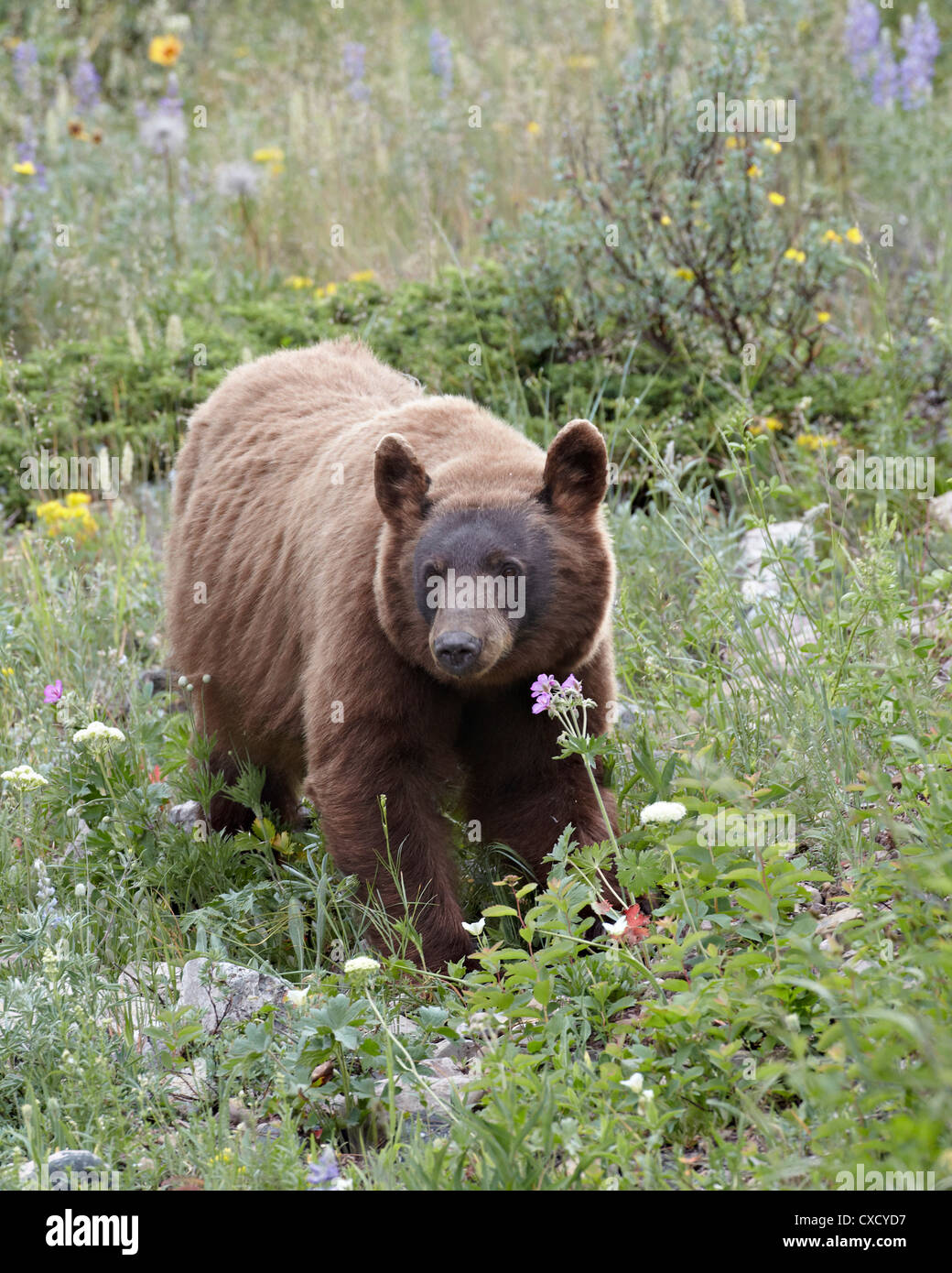 Cinnamon bear cub hires stock photography and images Alamy