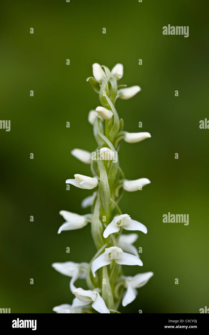 White bog orchid (Habenaria dilatata), Waterton Lakes National Park, Alberta, Canada, North America Stock Photo