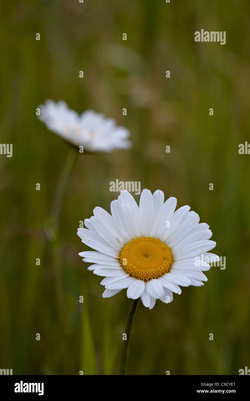 Oxeye daisy (ox-eye daisy) (Leucanthemum vulgare), Waterton Lakes National Park, Alberta, Canada, North America Stock Photo