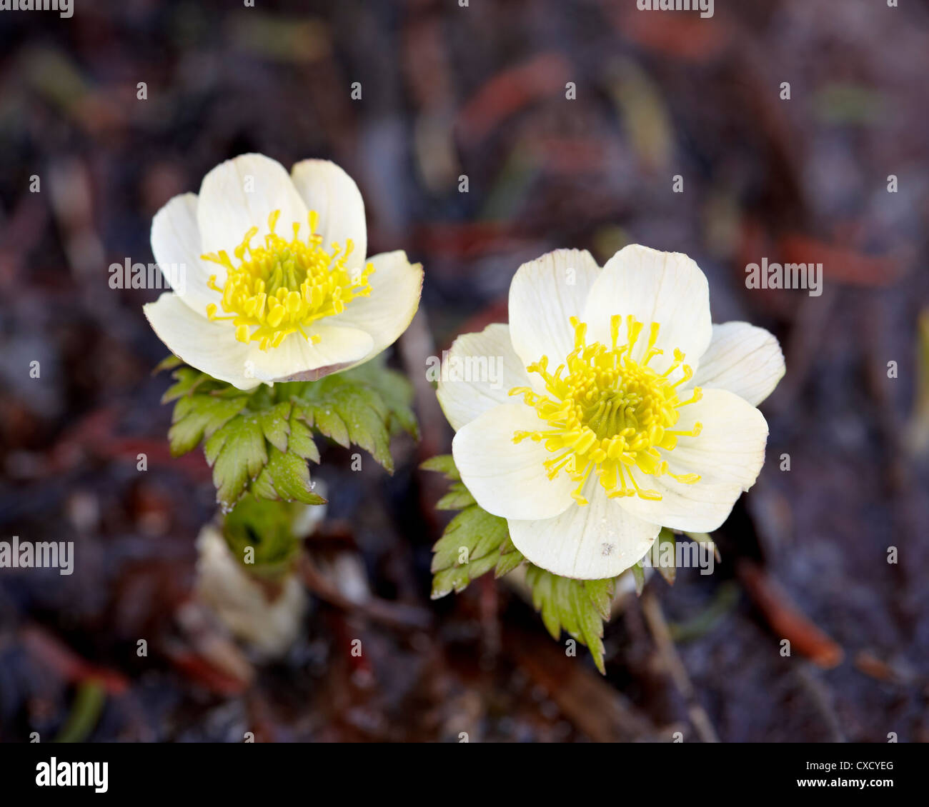 Western pasqueflower (Anemone occidentalis), Glacier National Park ...