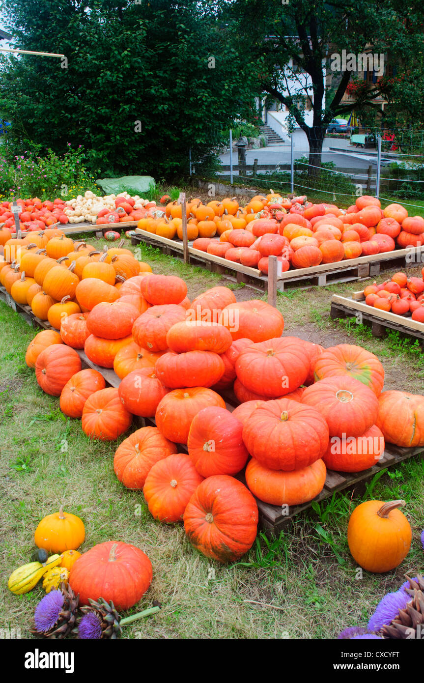 Austria, Tyrol, fall pumpkins and squash. Stock Photo