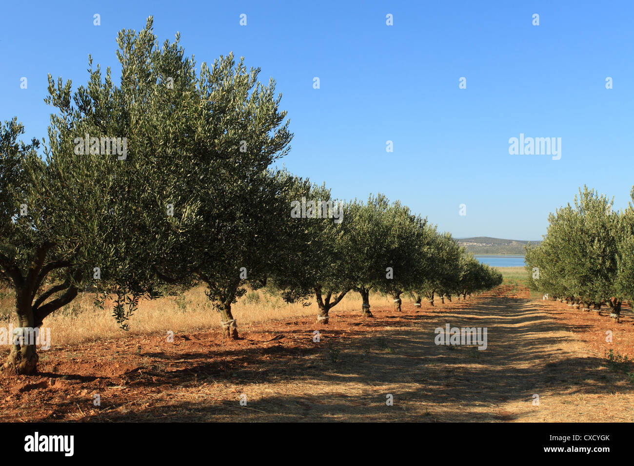 An olive grove on the shore of Vransko jezero (Lake of Vrana) near Pakostane, Croatia. Stock Photo