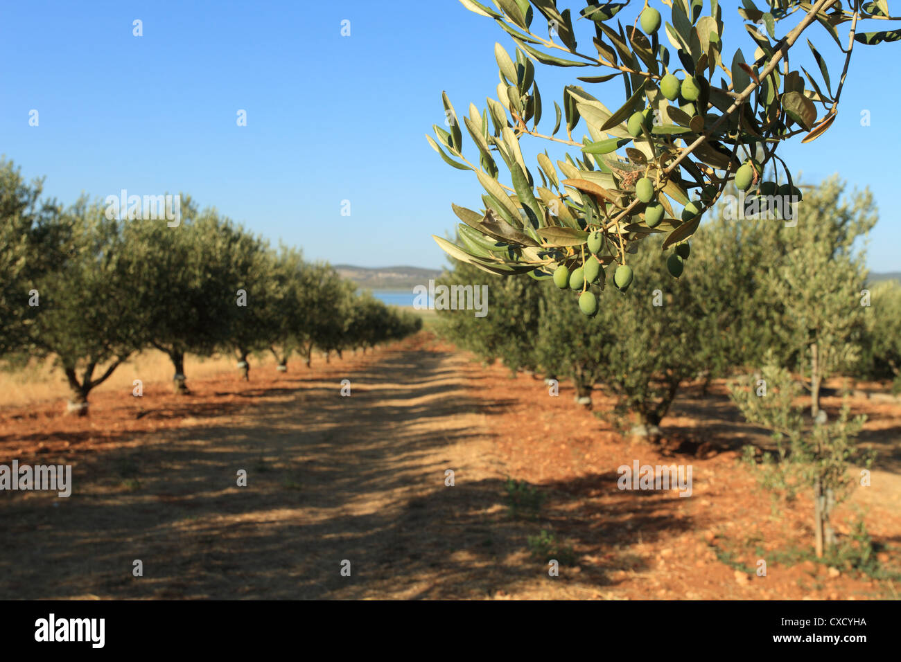 An olive grove on the shore of Vransko jezero (Lake of Vrana) near Pakostane, Croatia. Stock Photo