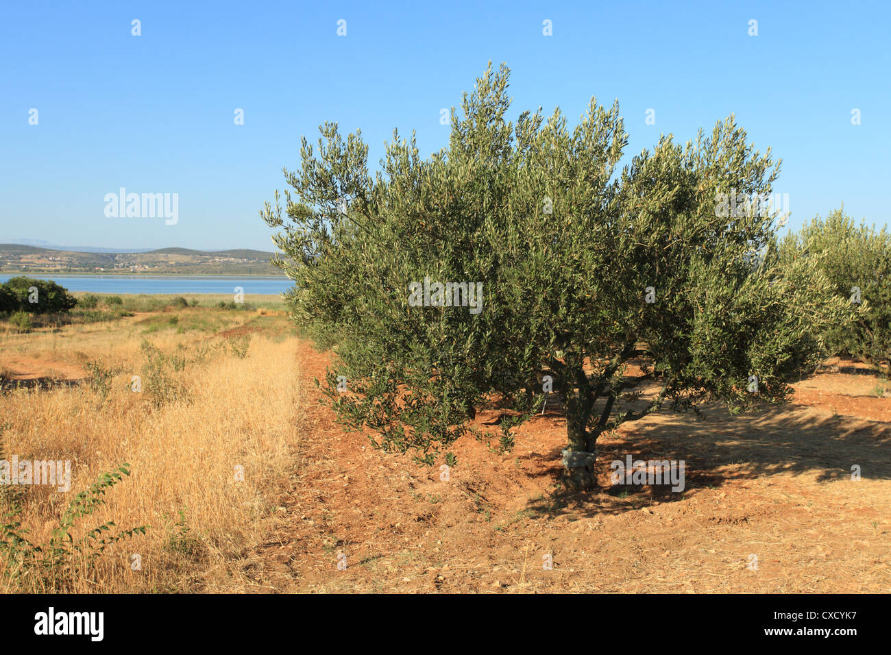 An olive grove on the shore of Vransko jezero (Lake of Vrana) near Pakostane, Croatia. Stock Photo
