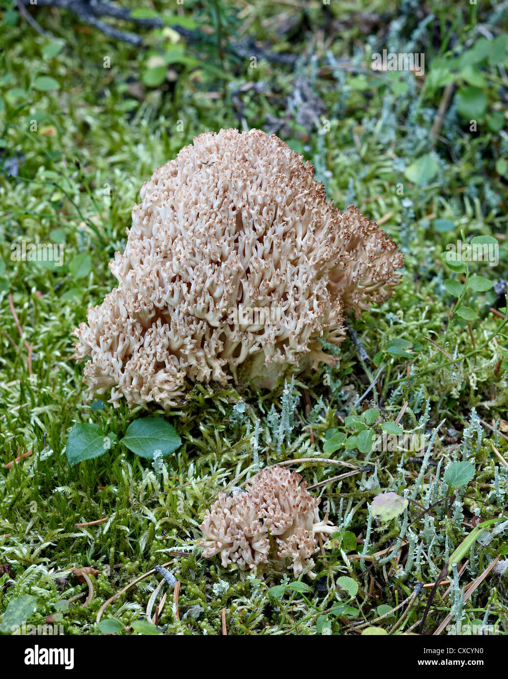 Cauliflower coral (Ramaria botrytis), Yoho National Park, British Columbia, Canada, North America Stock Photo