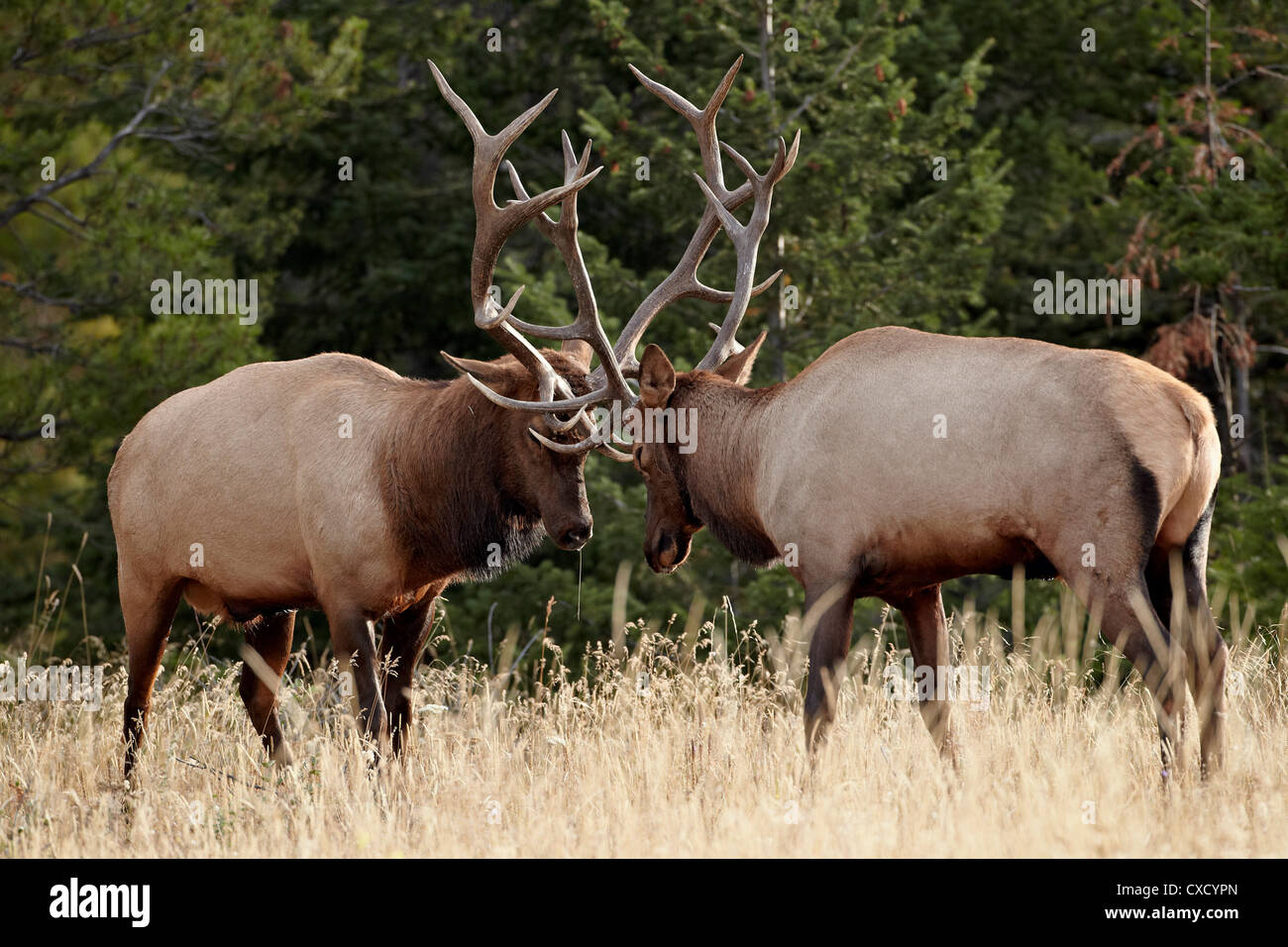 Two bull elk (Cervus canadensis) sparring during the rut, Jasper National Park, Alberta, Canada, North America Stock Photo