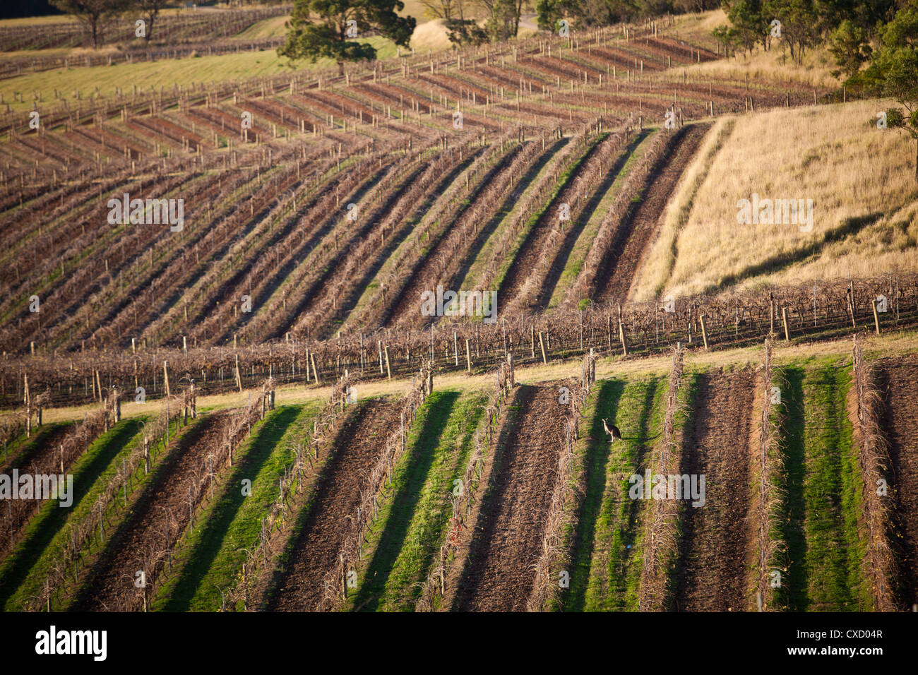 Hunter Valley, NSW, Australia Stock Photo Alamy