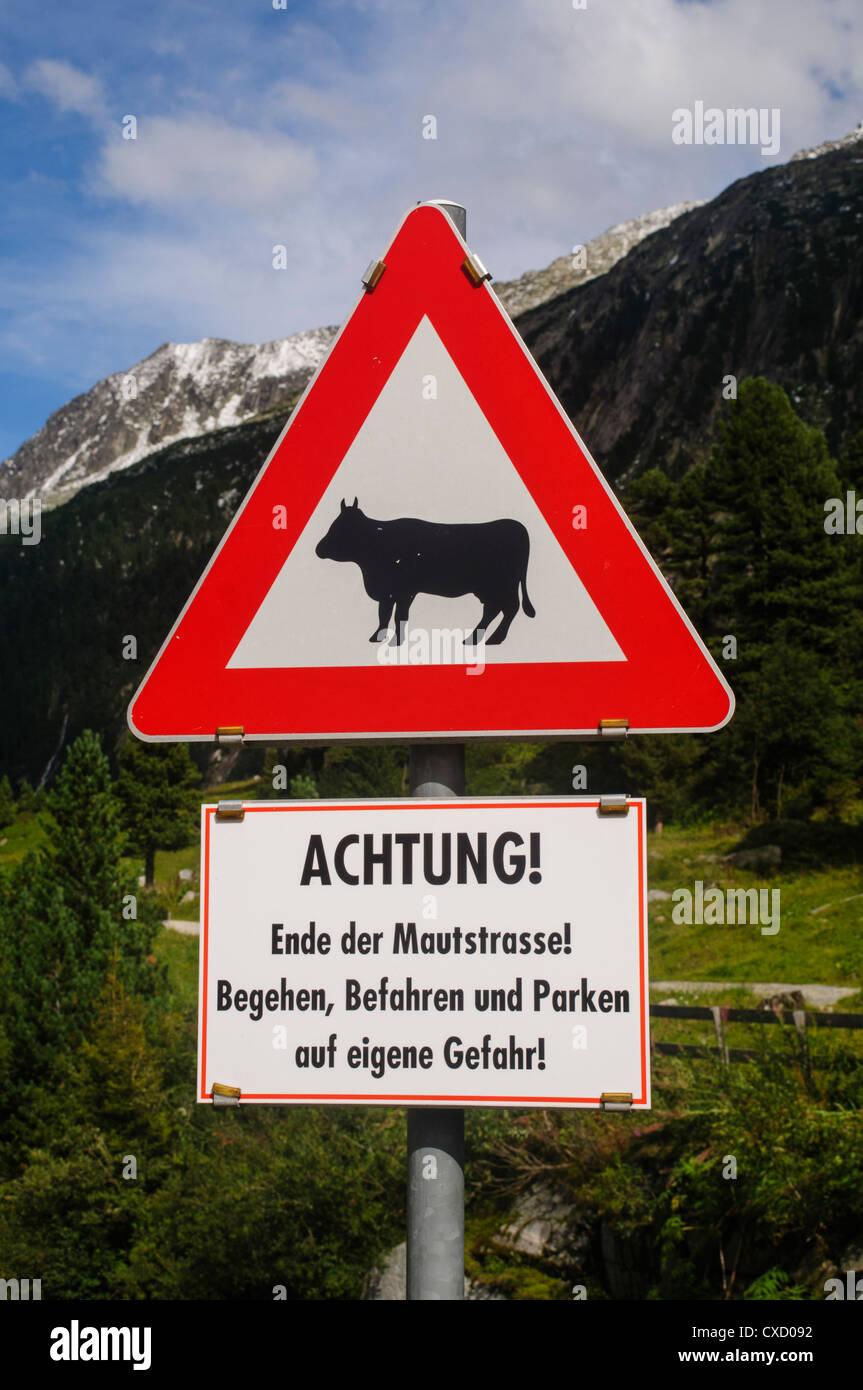 Beware of cows. Photographed in Austria, Tyrol Stock Photo