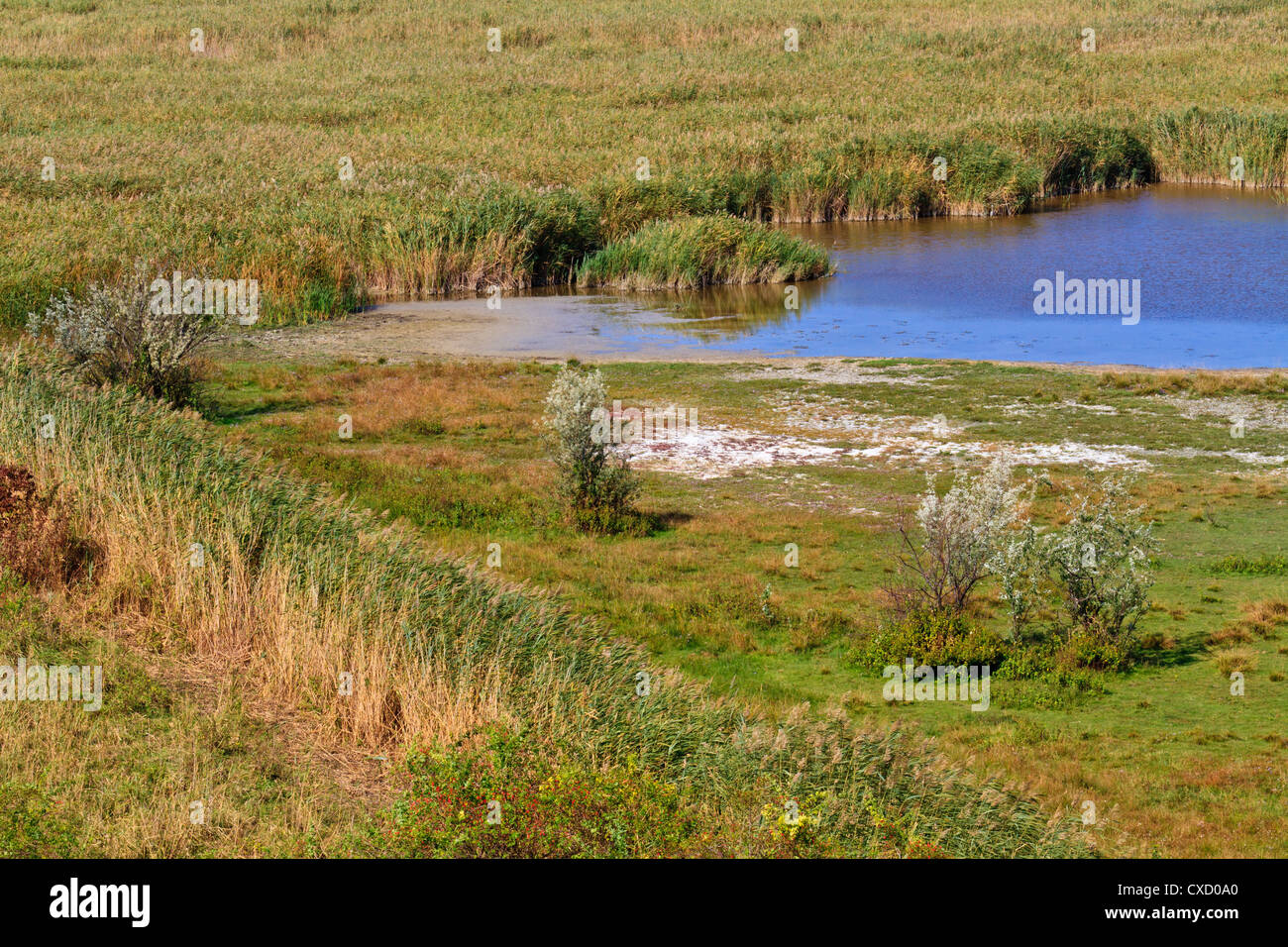 Reed Belt Landscape in National Park (Lake Neusiedl / Seewinkel), Austro-Hungarian Border Stock Photo