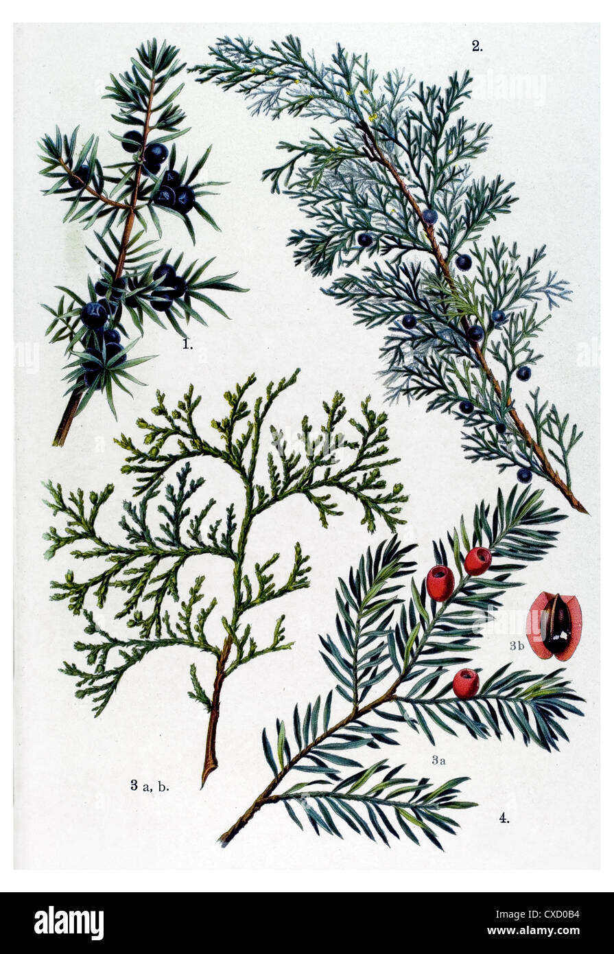 Juniperus communis Stock Photo