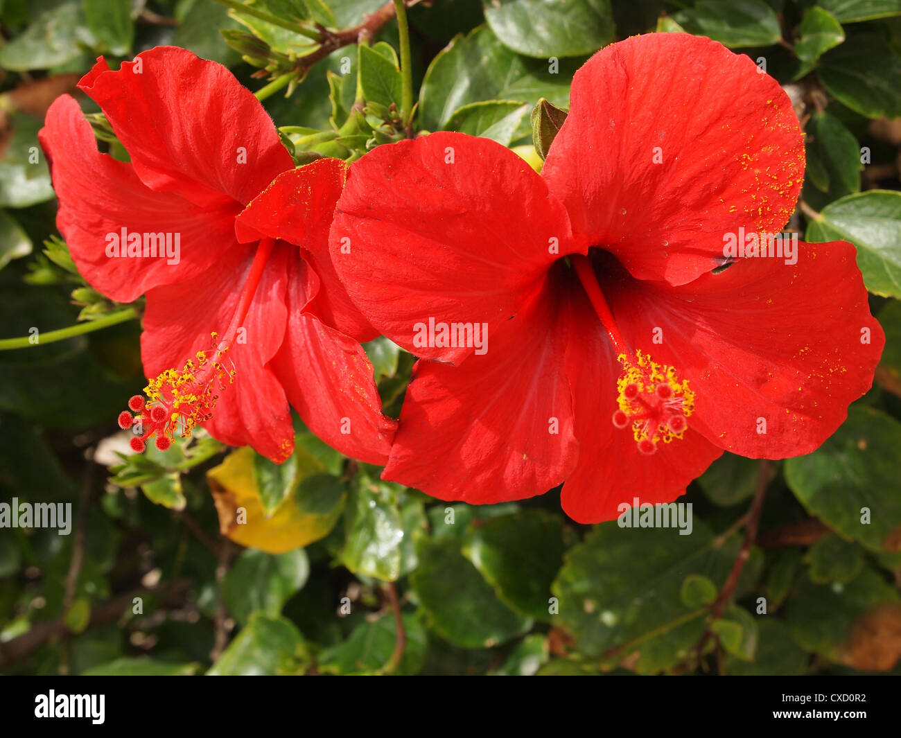 Beautiful blooming hibiscus flower shot hi-res stock photography and ...
