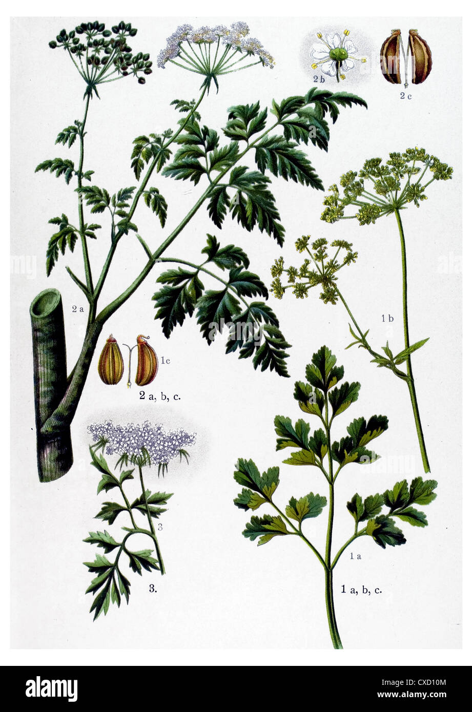 Petroselinum sativum Stock Photo