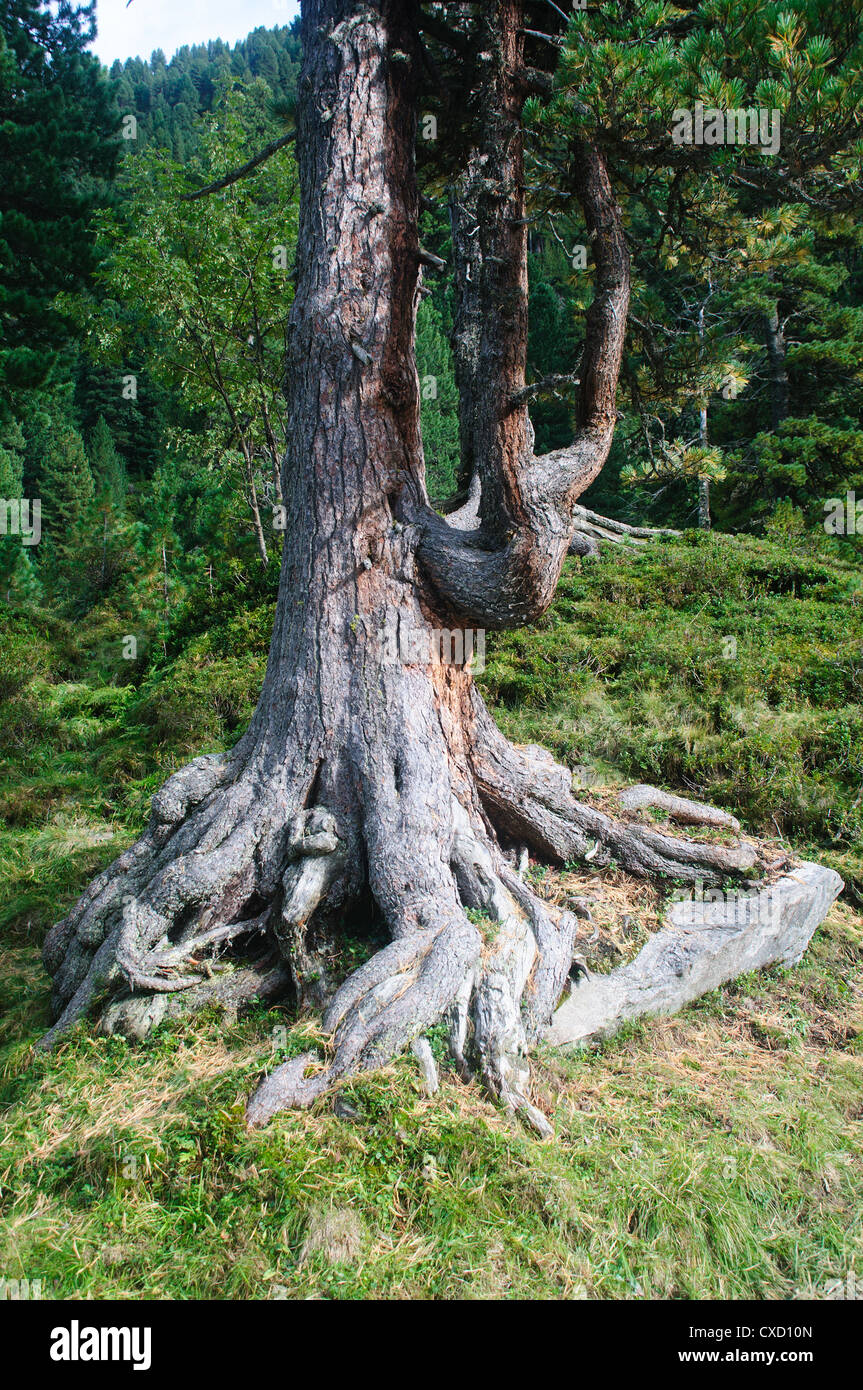Gnawed pine tree trunk Austria, Zillertal High Alpine nature Park Hochgebirgs Naturpark near Ginzling, Tyrol Stock Photo