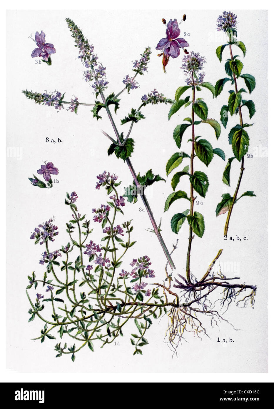 Thymus vulgaris Stock Photo Alamy