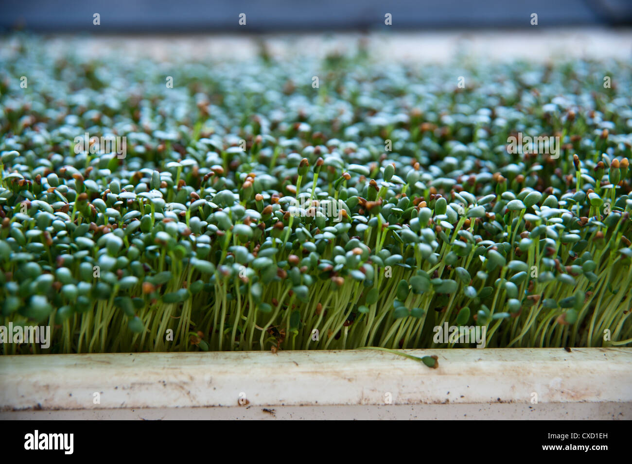 Bean Sprouts close up on an organic farm Stock Photo