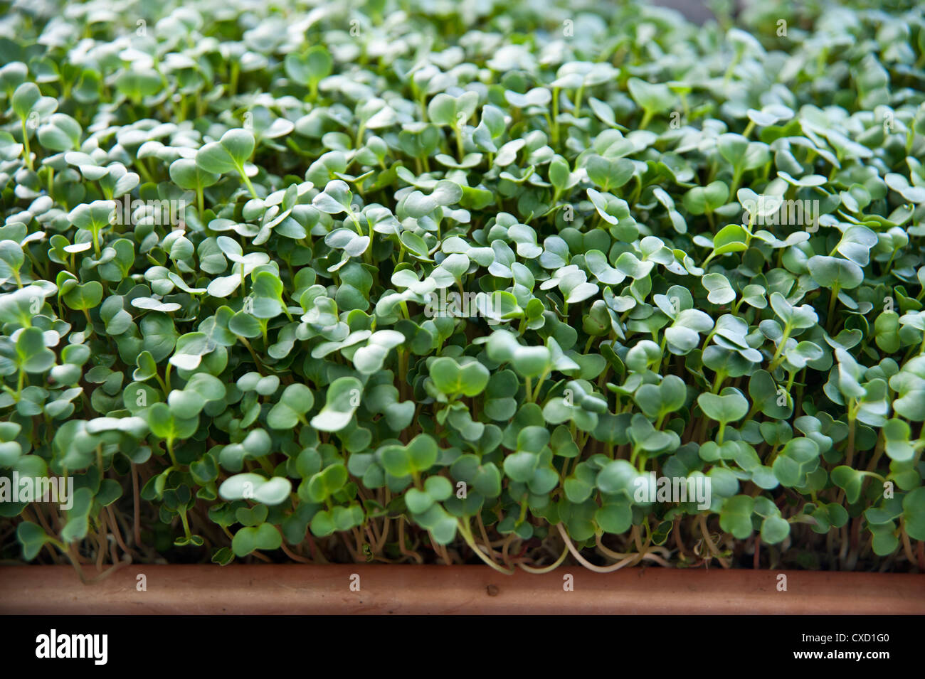 Bean sprouts farm hires stock photography and images Alamy