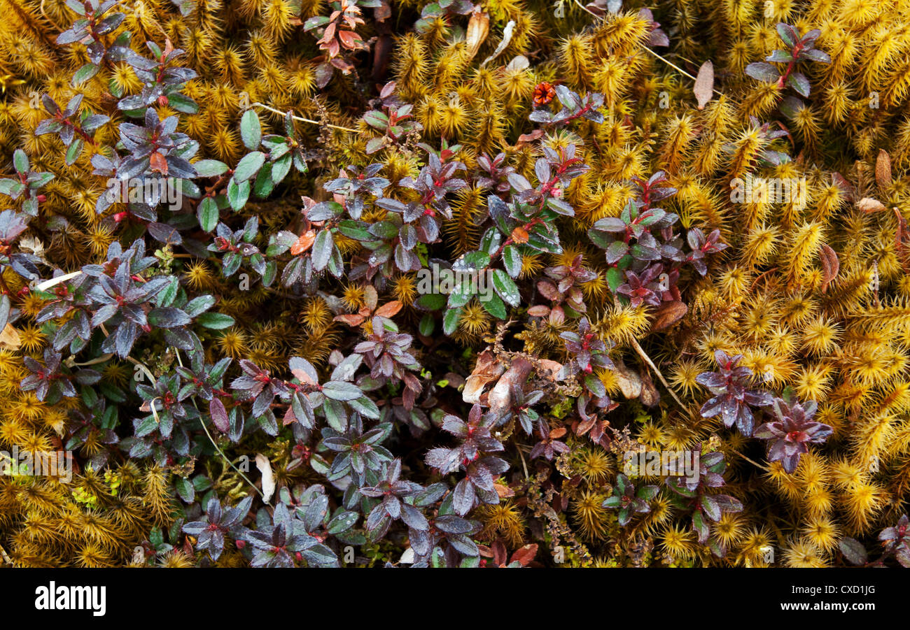 Himalaya plants hi-res stock photography and images - Alamy